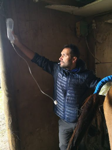 Veterinario colocando gotero a caballo