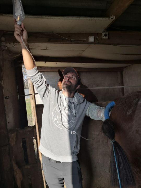 Veterinario colocando gotero a caballo