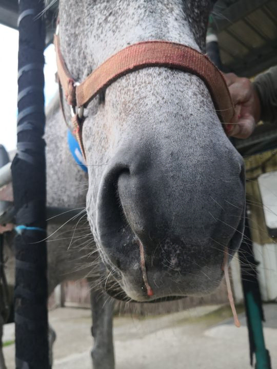 Veterinarios atendiendo caballo